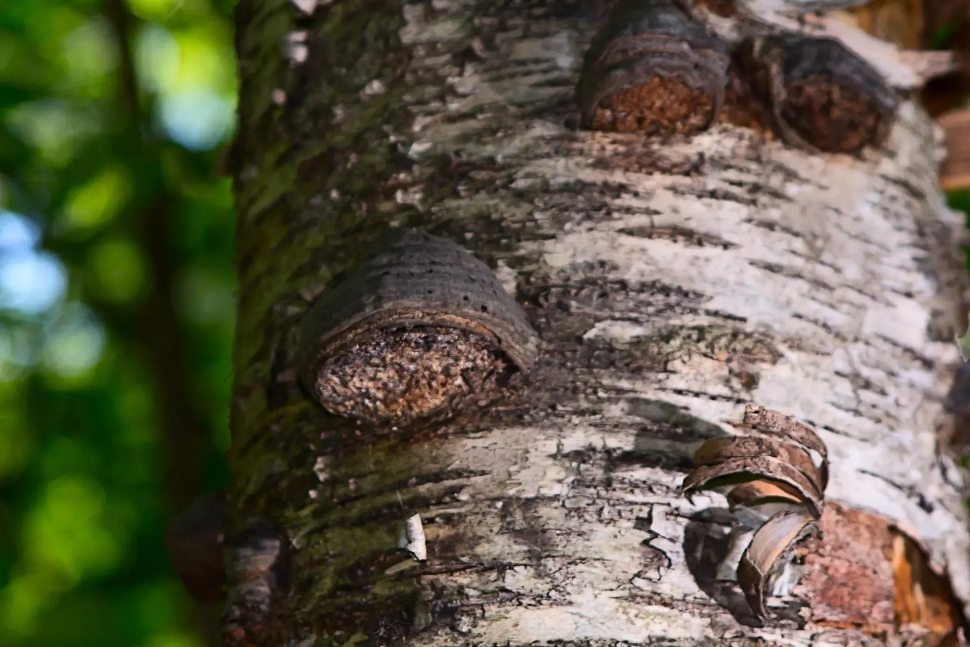 A close up of a birch tree trunk, known for its chaga mushroom benefits.