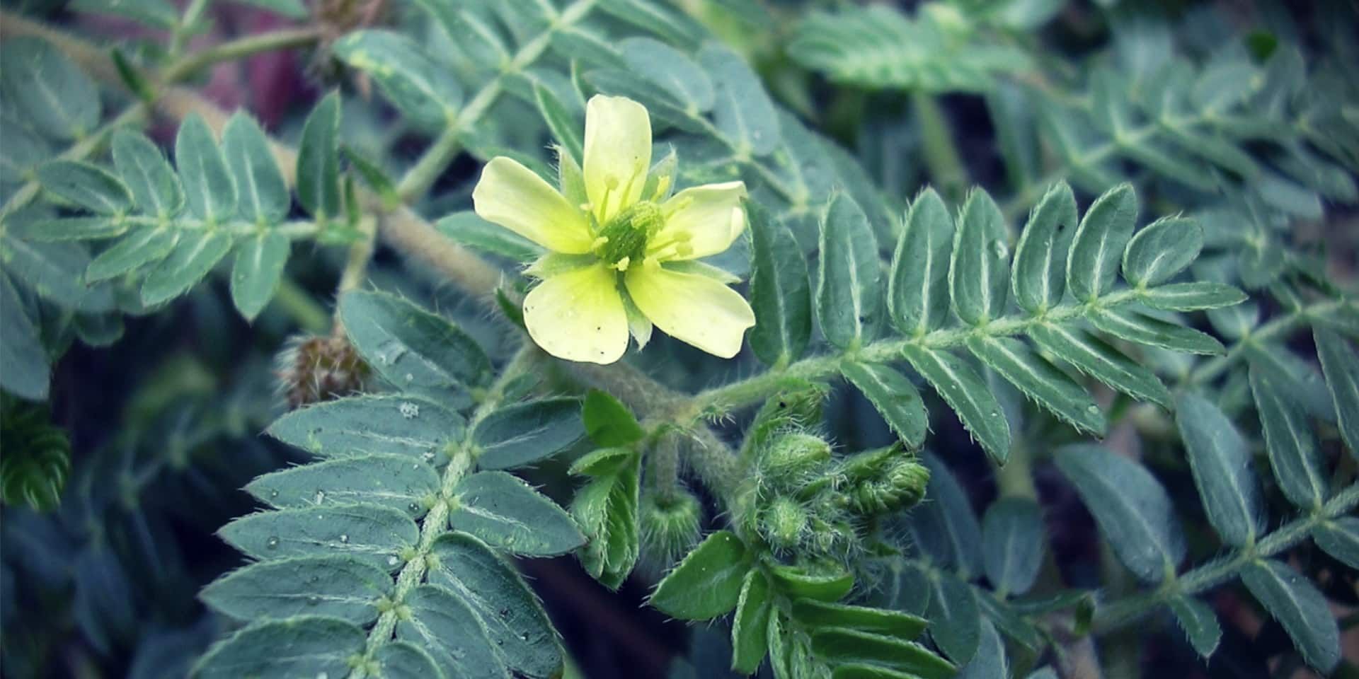 Bulgarian Tribulus herb