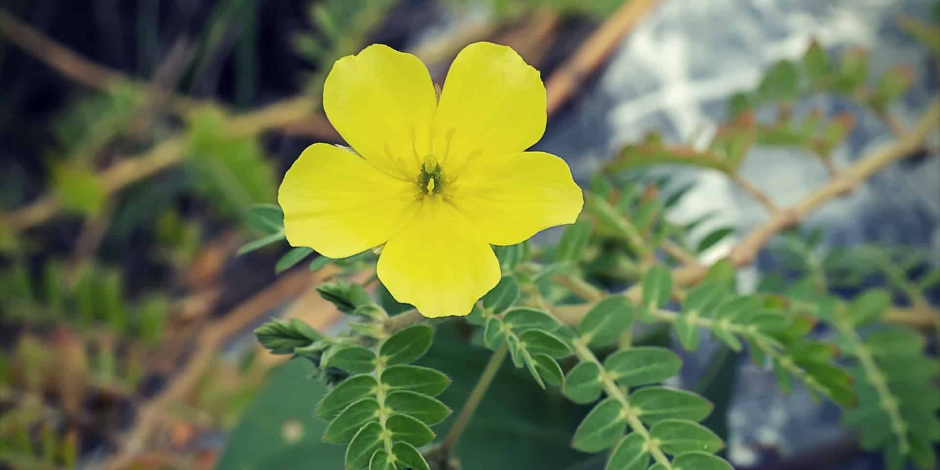 Tribulus Pro the yellow flower of devils thorn (Tribulus Terrestris plant) with leaves