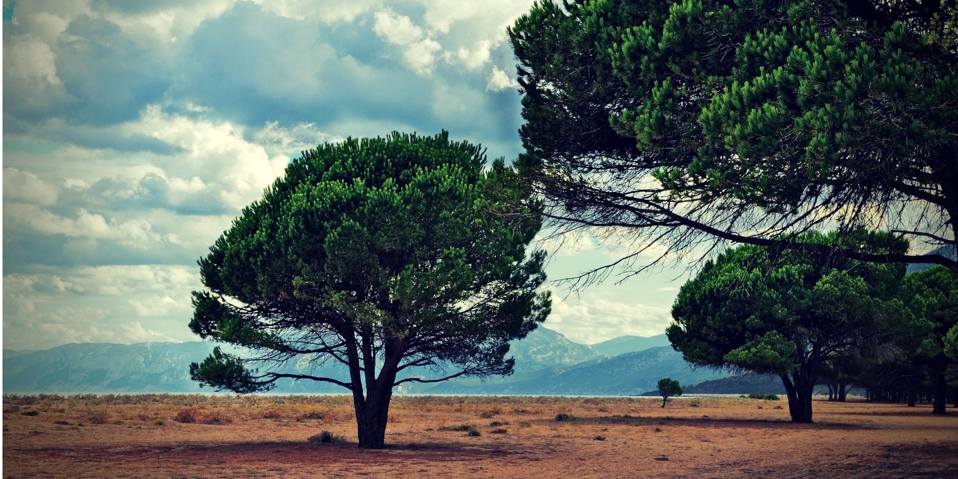 Pycnogenol Benefits Maritime Pine on a Sardinian beach