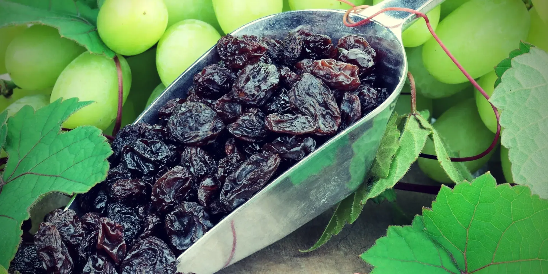 Black Raisins Benefits raisins and grapes