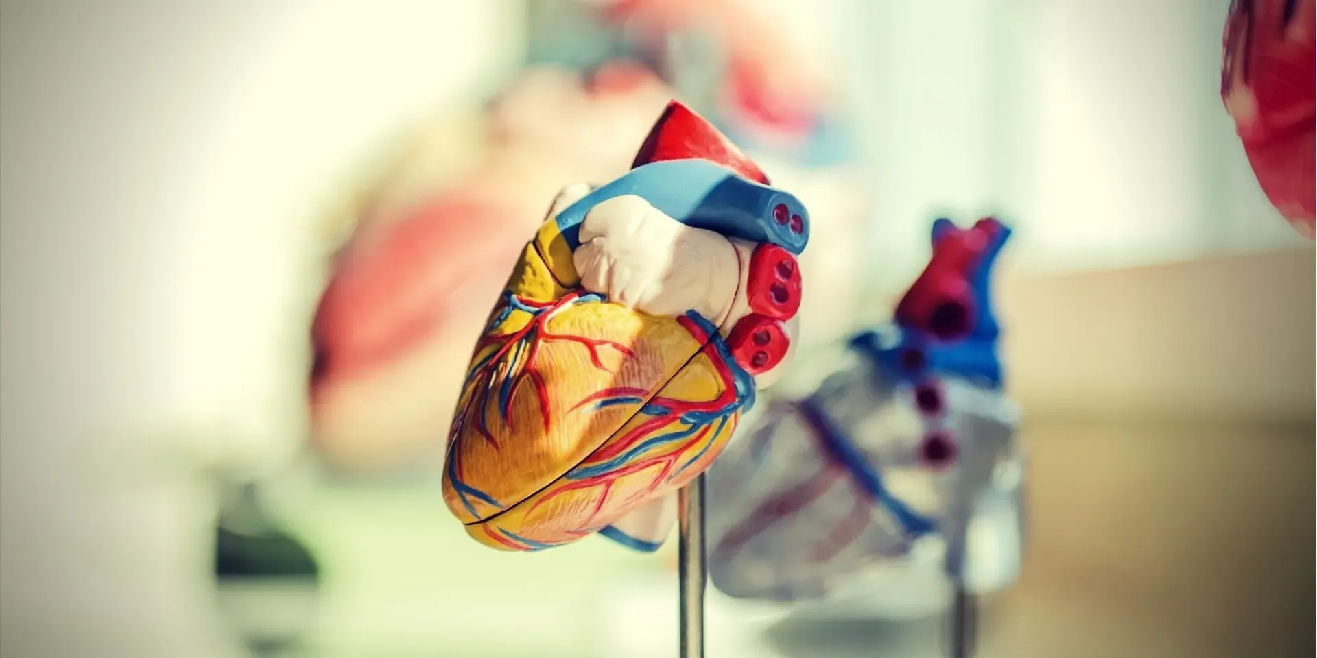 Symptoms of Poor Blood Circulation human heart illustration